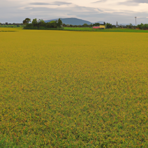 Cánh đồng lúa thu hoạch rộng tại đồng bằng sông cửu long việt nam